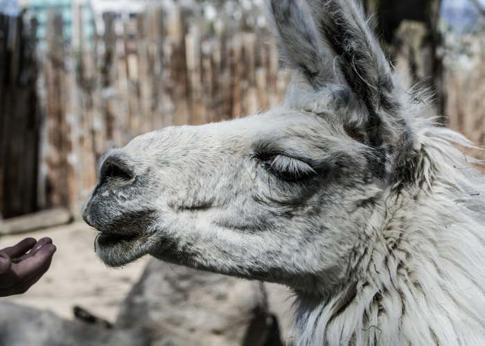 【南非确定一种新冠病毒新变种,南非出现新冠变异】 【南非确定一种新冠病毒新变种,南非出现新冠变异】