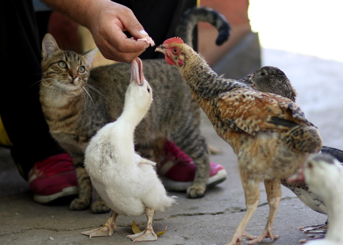 【中国出现变异毒株,中国惊现变异病毒】 【中国出现变异毒株,中国惊现变异病毒】