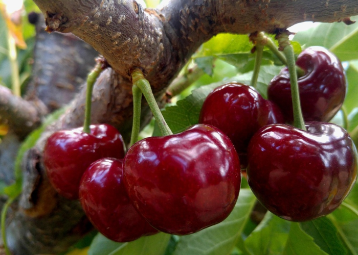 【车厘子核酸检测阳性怎么办/车厘子查出核酸阳性还能吃吗】 【车厘子核酸检测阳性怎么办/车厘子查出核酸阳性还能吃吗】
