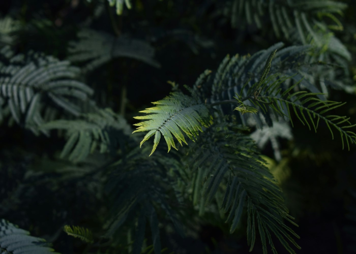 深圳社区,当钢铁森林长出温情的根系 深圳社区,当钢铁森林长出温情的根系