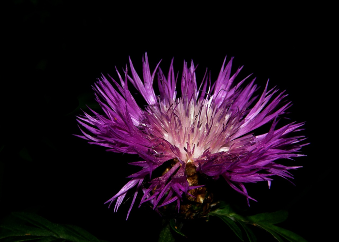 独家发现“樱花之盛透视软件教程”(透视详细教程)-知乎 独家发现“樱花之盛透视软件教程”(透视详细教程)-知乎