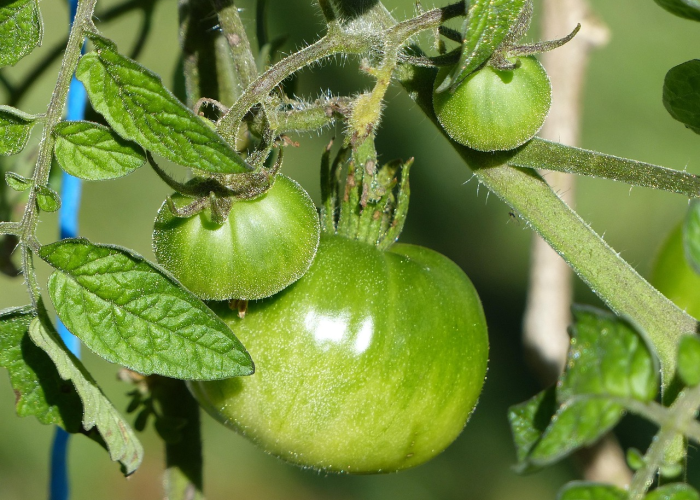 拉姆达突变株来袭，为何它被称为最危险的变异毒株？