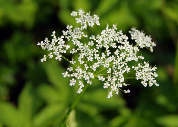 拉姆达突变株来袭,为何它被称为最危险的变异毒株? 拉姆达突变株来袭,为何它被称为最危险的变异毒株?
