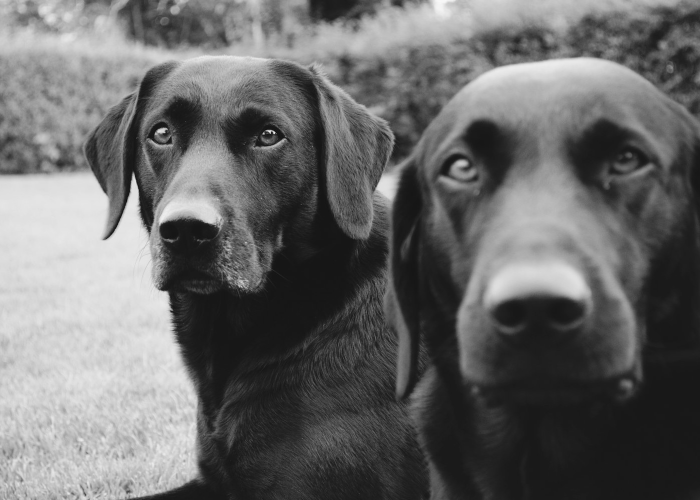 经验分享“哈狗十三道到底有没有开挂”(透视详细教程)-知乎 经验分享“哈狗十三道到底有没有开挂”(透视详细教程)-知乎