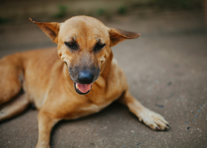 经验分享“哈狗十三道到底有没有开挂”(透视详细教程)-知乎 经验分享“哈狗十三道到底有没有开挂”(透视详细教程)-知乎