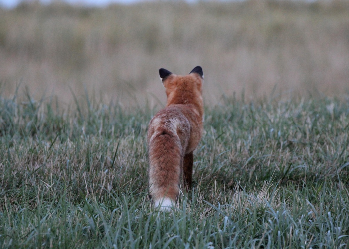 【福特福克斯价格多少/福特福克斯价钱】 【福特福克斯价格多少/福特福克斯价钱】