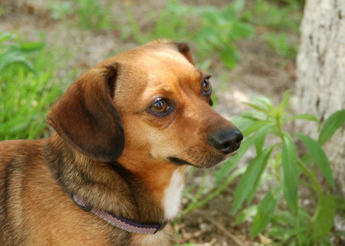 玩家必看科普“哈狗十三道真的有透视挂”(千真万确有挂)-知乎