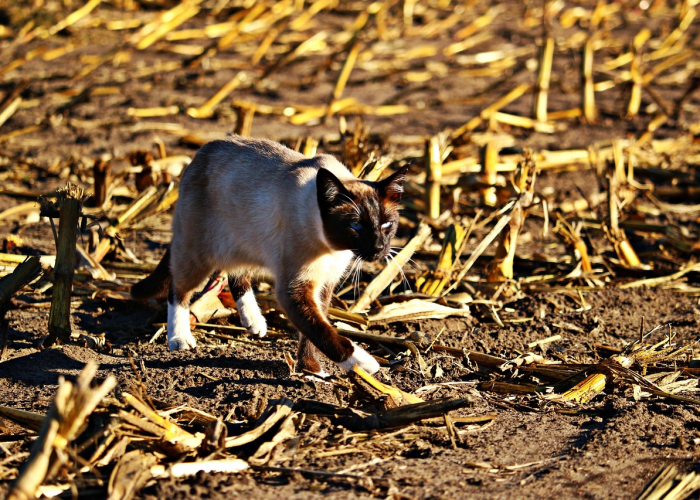 【犬瘟热是怎么得来的,犬瘟热是怎么引起的?】