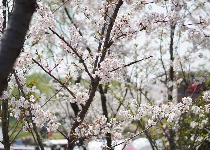 今日重大消息“樱花之盛开挂透视辅助”(果然有挂)-知乎 今日重大消息“樱花之盛开挂透视辅助”(果然有挂)-知乎