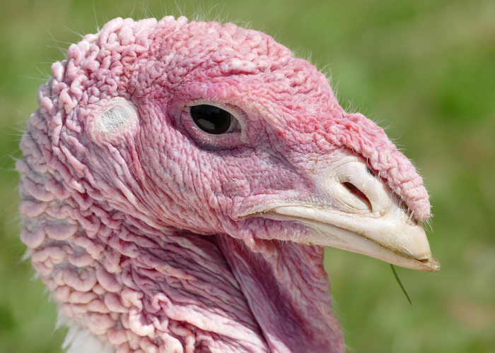 给大家科普一下“全民比鸡究竟怎么开挂”(辅助开挂教程)-知乎 给大家科普一下“全民比鸡究竟怎么开挂”(辅助开挂教程)-知乎