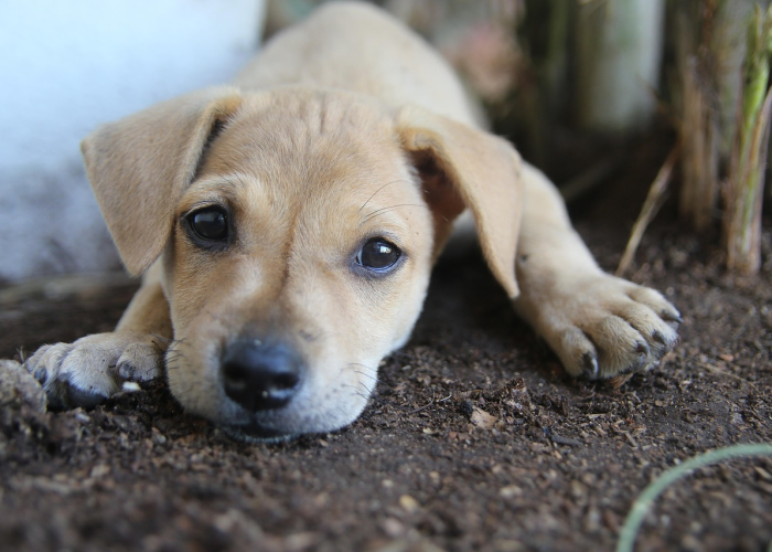 人类20%的普通感冒由冠状病毒引起/引发普通感冒的病毒 人类20%的普通感冒由冠状病毒引起/引发普通感冒的病毒