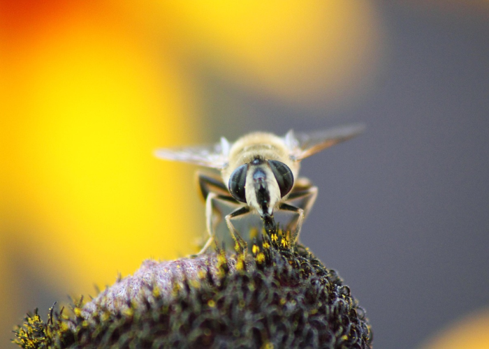 给大家科普一下“六瓣数字消到底有没有挂”(千真万确有挂)-知乎 给大家科普一下“六瓣数字消到底有没有挂”(千真万确有挂)-知乎