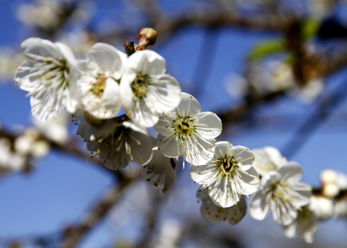 【2022春运正式开启樱花校园大更新/樱花校园官方更新预告】 【2022春运正式开启樱花校园大更新/樱花校园官方更新预告】