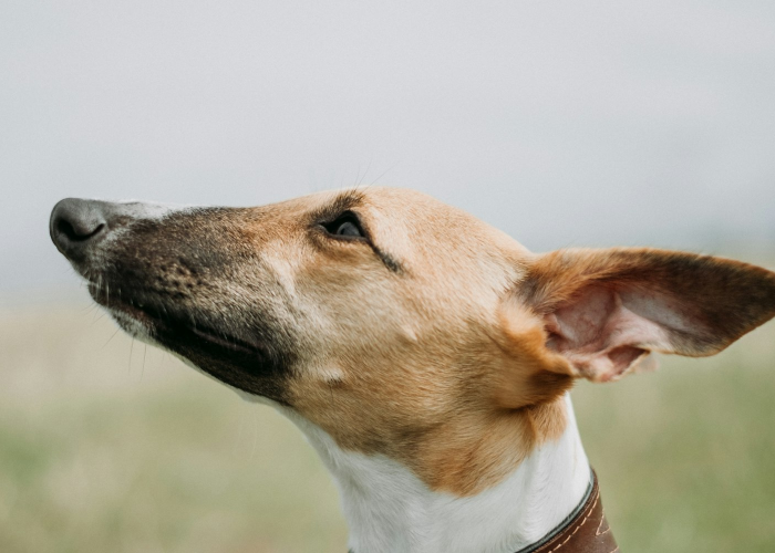 今日重大消息“欢乐情怀麻将其实真的有透视”(果然有挂)-知乎 今日重大消息“欢乐情怀麻将其实真的有透视”(果然有挂)-知乎