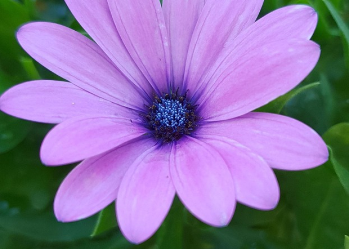 我来告诉大家樱花之盛有没有透视辅助”(真实可以装挂)-知乎 我来告诉大家樱花之盛有没有透视辅助”(真实可以装挂)-知乎