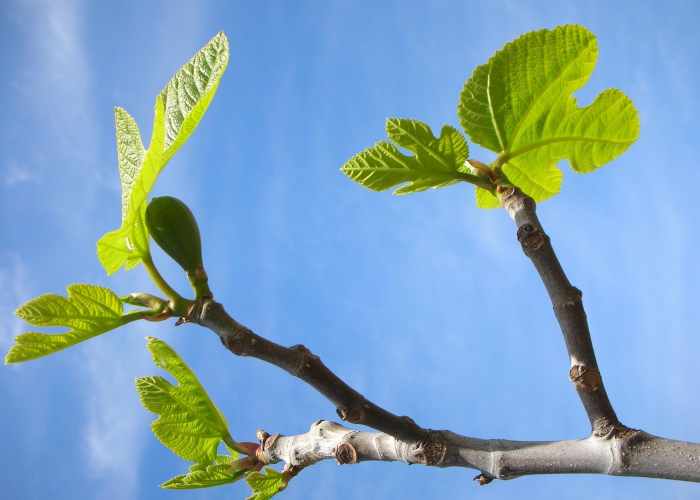 我来告诉大家空谷幽兰有没有挂”(真实可以装挂)-知乎