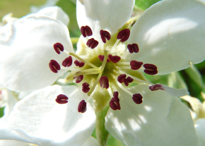 清明寄思，踏青寻春—2022年清明节日期与习俗漫谈