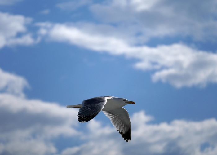 【什么是冬奥会简介,冬奥会是啥意思】