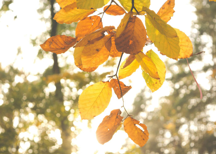 九月休暇指南，在季节交替处，安顿身心与时光