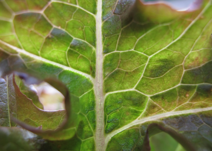 终于水落石出,广州疫情变异病毒研究结果已出/广州疫情变异株症状