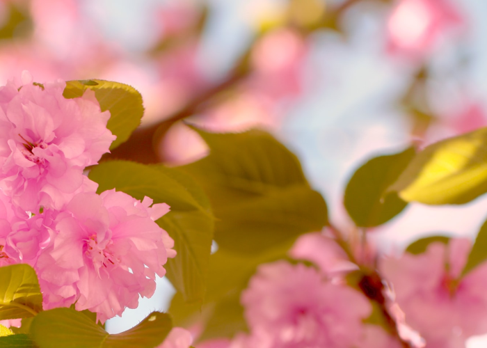 经验分享“樱花之盛确实有挂”(果然有挂)-知乎 经验分享“樱花之盛确实有挂”(果然有挂)-知乎