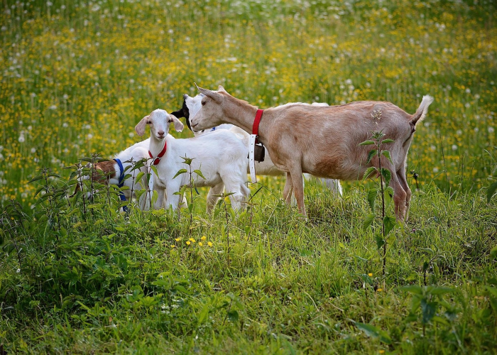 天奇地怪是什么生肖呢？揭秘十二生肖中的异类密码
