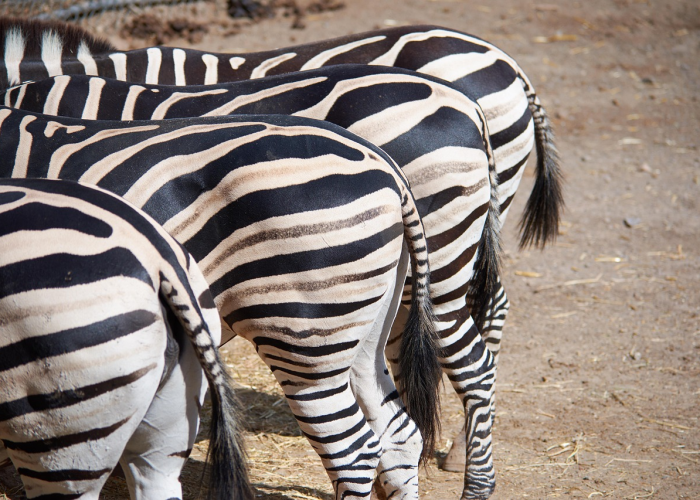 巴西110种变异毒/巴西变异品种