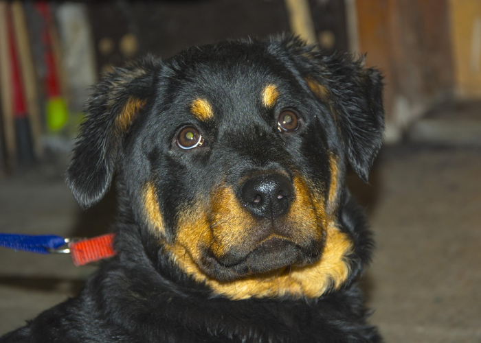 巴西110种变异毒/巴西变异品种