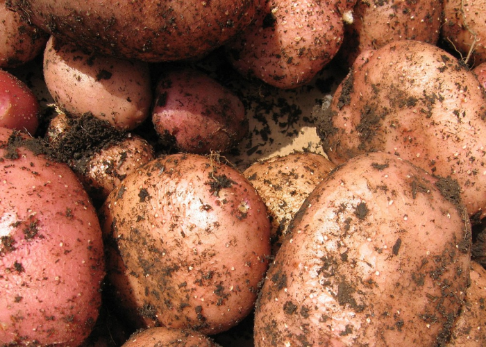 【圣女果价格最新批发价,圣女果价钱】