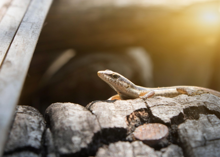 【病毒变异2021/病毒变异速度有多快】