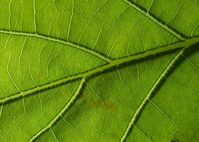 【肺炎武汉录像/武汉神秘肺炎来龙去脉】 【肺炎武汉录像/武汉神秘肺炎来龙去脉】