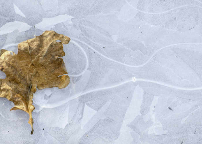 【肺炎武汉录像/武汉神秘肺炎来龙去脉】 【肺炎武汉录像/武汉神秘肺炎来龙去脉】