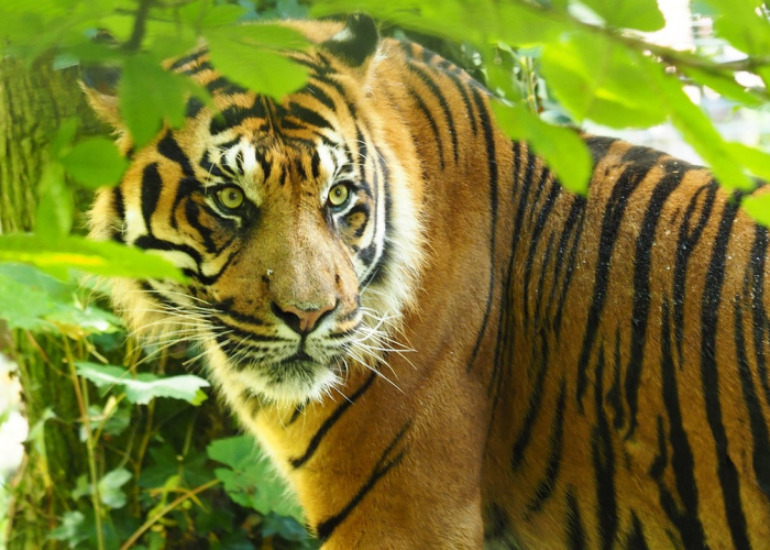 一年四季生肖是什么生肖:一年四季的生肖是哪一个生肖 一年四季生肖是什么生肖:一年四季的生肖是哪一个生肖