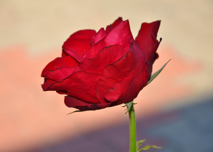 【2021新年励志语录经典短句,新年励志语大全 简短】