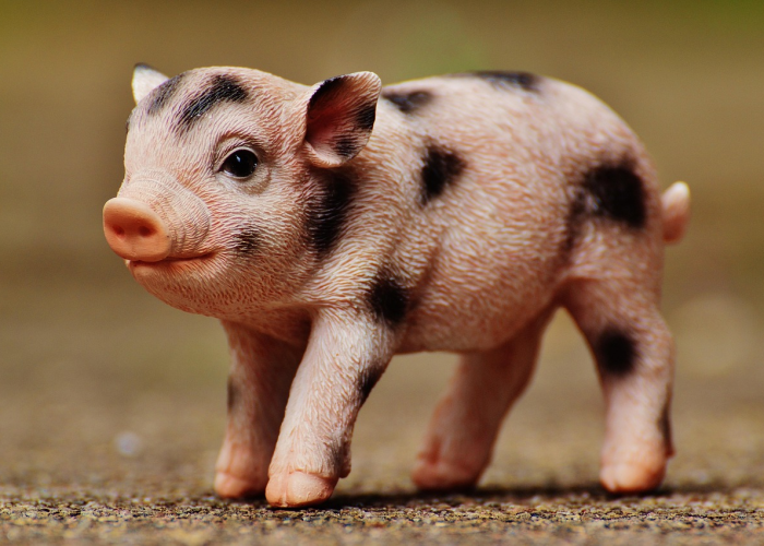 猪肉疫情:疫情猪肉价格走势