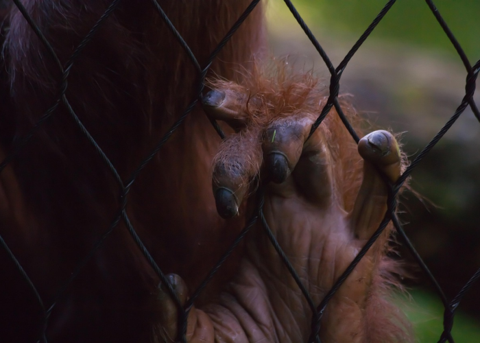 美国疫情警报再起，新变种主导，秋冬面临三重威胁