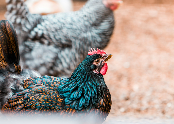 经验分享“吉利比鸡有什么可以开挂”(真实可以装挂)-知乎