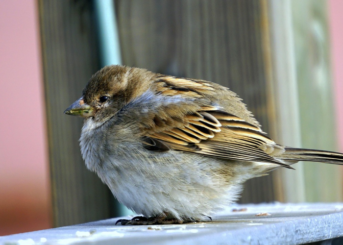 我来告诉大家新青鸟能怎么开挂”(辅助开挂教程)-知乎