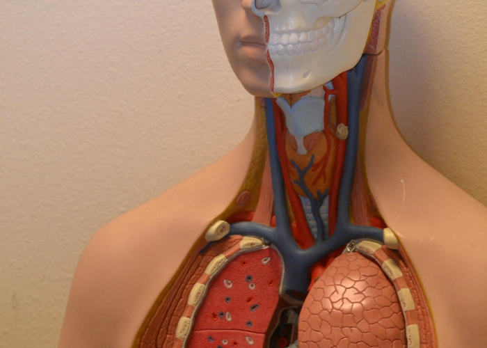 【肺感染治疗后多长时间能恢复正常/肺部感染治愈后】