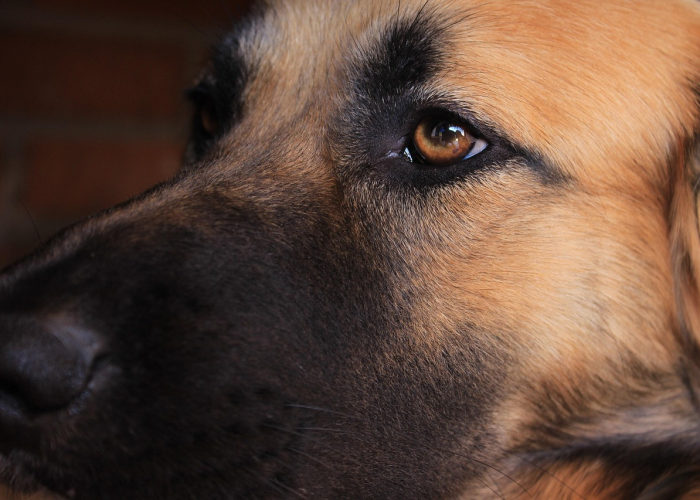 分享给大家“哈狗十三道开挂透视软件”(详细开挂教程)-知乎