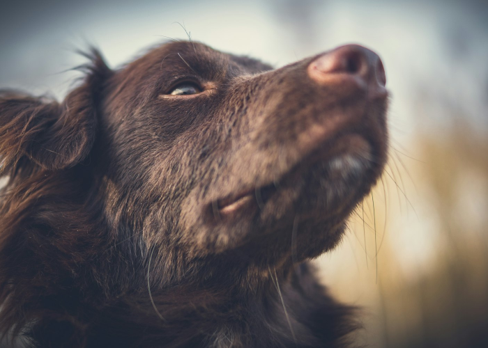 分享给大家“哈狗十三道开挂透视软件”(详细开挂教程)-知乎