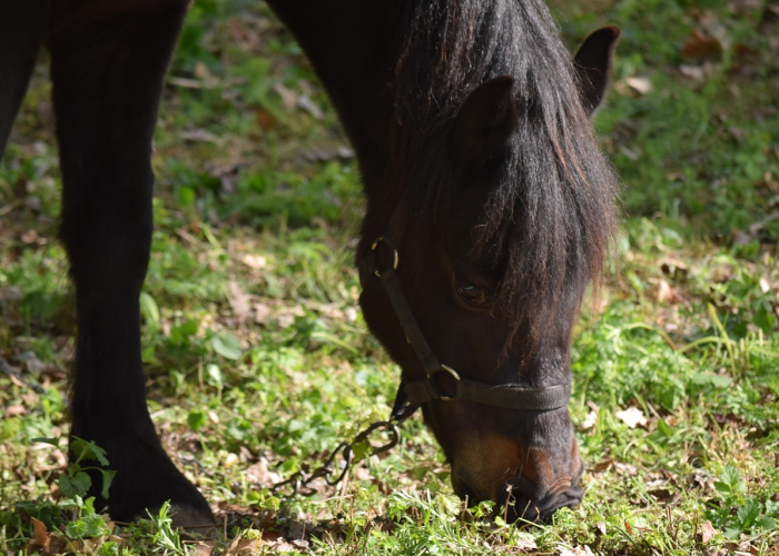 给大家科普一下“熊猫竟技开挂辅助神器”(透视详细教程)-知乎