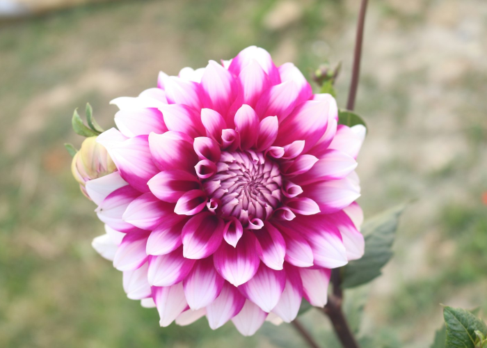 回族传统节日，在多元文化中绽放的信仰之花