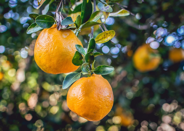 科学解读，新冠肺炎最怕的2种水果，增强免疫力的天然助力