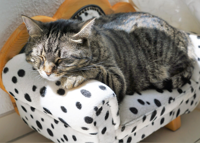 瑞丽疫情最新进展:瑞丽疫情最新动态