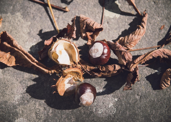 变异毒株最新动态，全球疫情迎来新一轮挑战