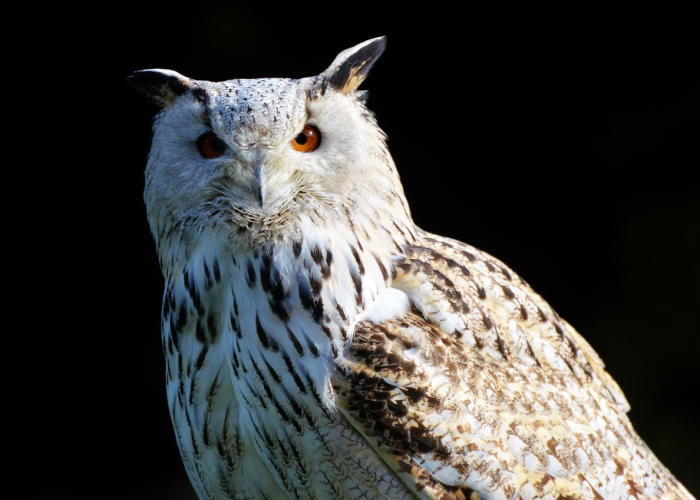 魔兽世界猎人必看，猫头鹰灵魂兽刷新机制全解析，助你精准捕获稀有伙伴