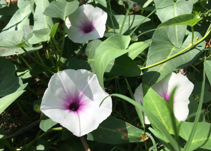 堇菜叶怎么读（堇菜学名）