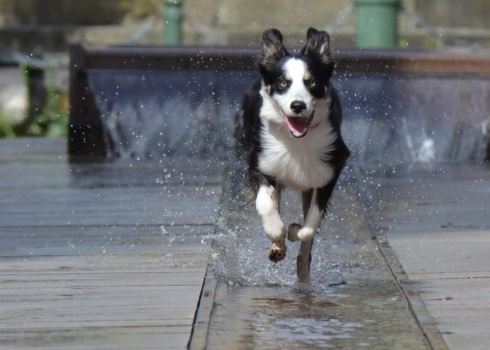 盘点十大“哈狗十三道到底有没有挂”(确实有开挂)-知乎