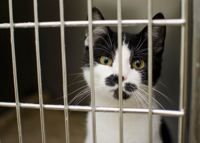 吸烟者，为何更易成为新冠病毒的猎物？